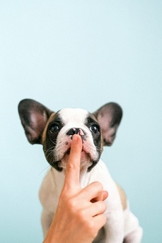 Chiot propreté Vetoweb