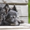 Vivre avec un chien paralysé