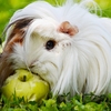 Le cochon d'Inde